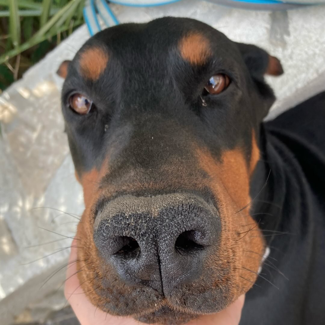 Happy, le dogo de SBlow